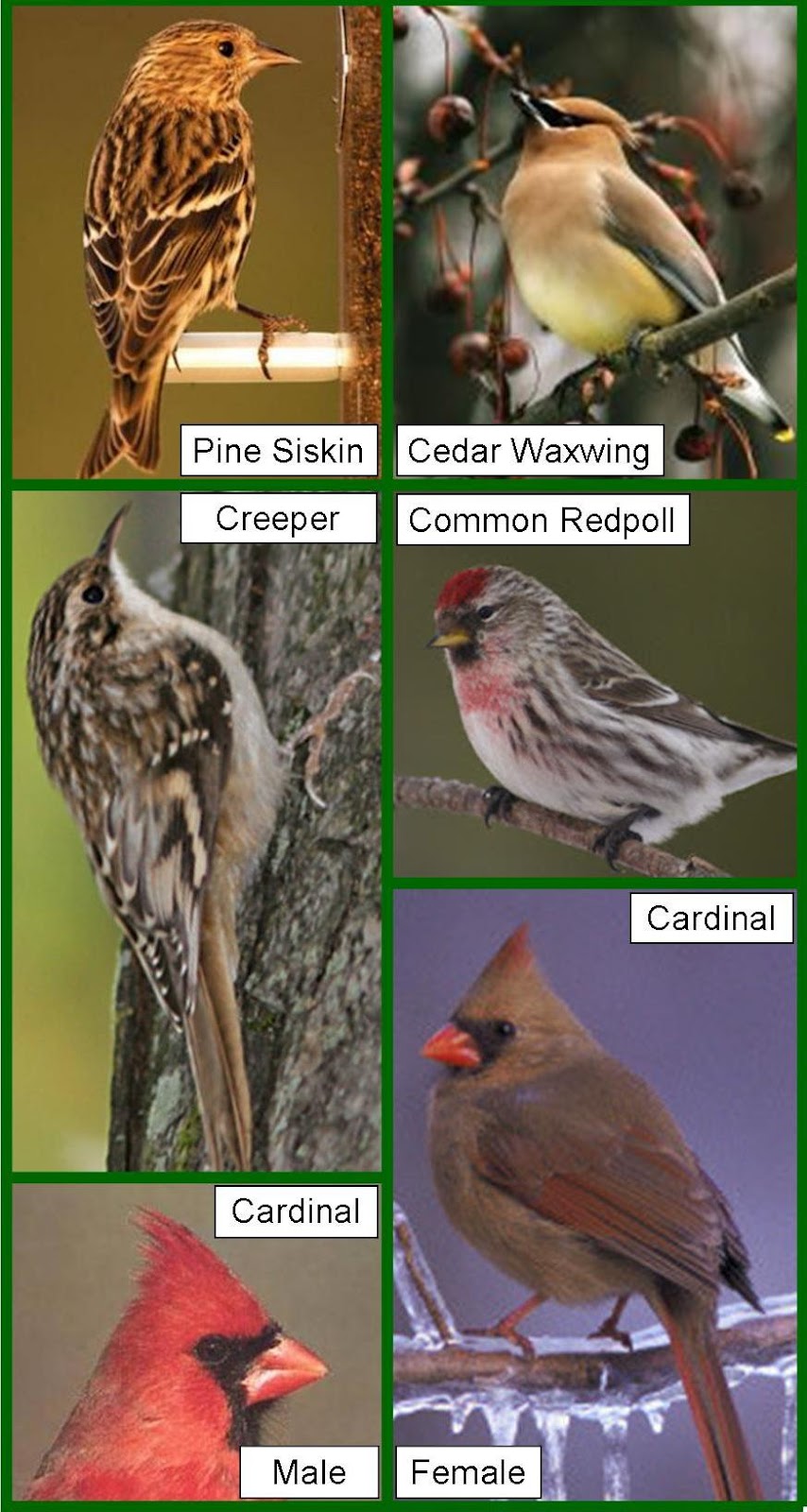 What are some tips for identifying wild birds?